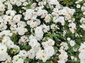 新疆可以種植哪些月季花品種？