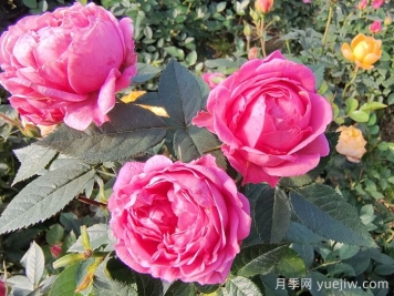 月季花的適宜生長(cháng)溫度是多少