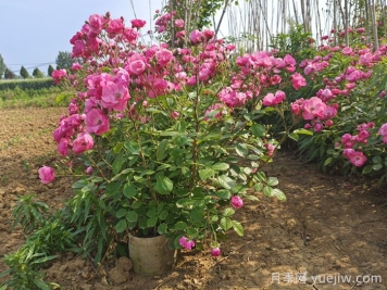 護坡可以種月季花嗎？