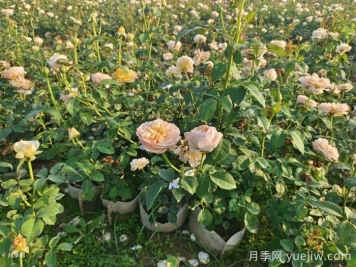 剛買(mǎi)來(lái)的月季葉黃脫落怎么辦？