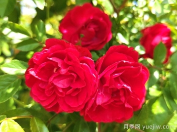 紅木香月季和夏令營(yíng)月季有什么區別？