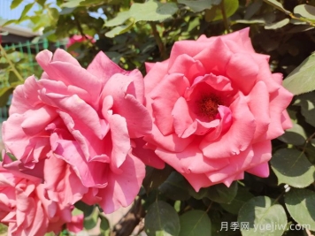 月季的花朵最大可以長(cháng)到多少厘米？