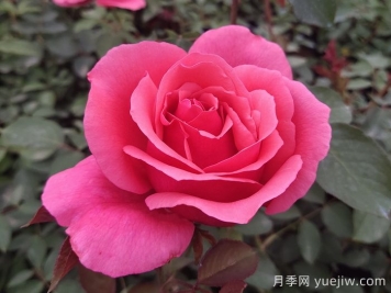 花朵直徑在15-20厘米的大花月季品種有哪些？