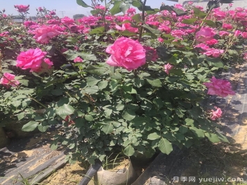 月季開(kāi)完花，不同狀態(tài)和季節怎樣修剪？