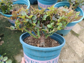  月季植株如何進(jìn)行矮化？