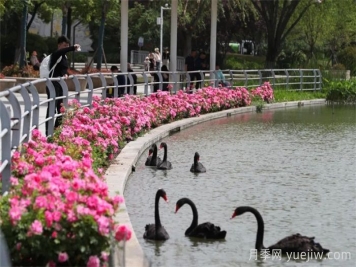襄陽(yáng)月季：一起去看滿(mǎn)城月季花開(kāi)