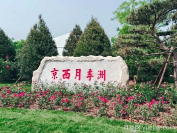 第九屆國際月季大會(huì )，北京京西月季洲開(kāi)啟頂流