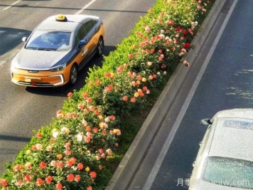 北京豐臺17.6公里月季項鏈上線(xiàn)，三環(huán)路變身浪漫花廊