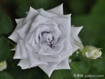 藍色天堂月季
