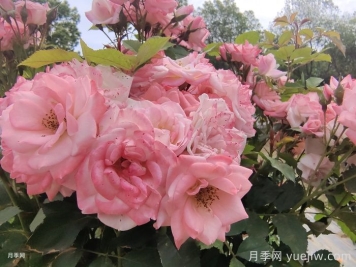 月季花后需要修剪嗎？不剪可以嗎？