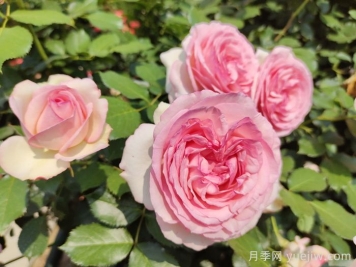 粉龍月季，世界最美藤本月季