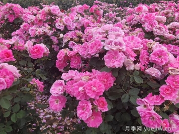 定州月季市花文化和景觀(guān)圖集