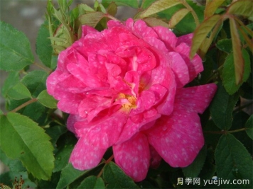 斑紋月季