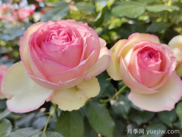 花中皇后的秘密，你不知道的月季知識