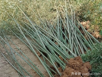 竹子的種類(lèi)特性、分布狀況和應用前景
