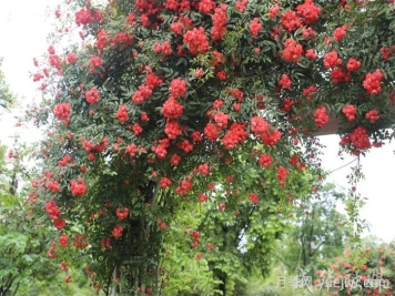 薔薇已開(kāi)滿(mǎn)墻！這波被成都成華美到了