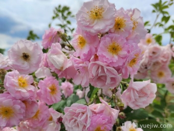 宿遷宿豫：滿(mǎn)強薔薇花簇簇，浪漫的打卡花海