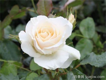 雪絨花月季/雪線(xiàn)月季