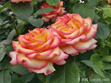 10分鐘學(xué)會(huì )月季養法，高手經(jīng)驗總結
