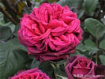 狄安娜伯爵夫人月季的優(yōu)缺點(diǎn)是什么？