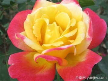 怡紅院月季的優(yōu)缺點(diǎn)是什么？