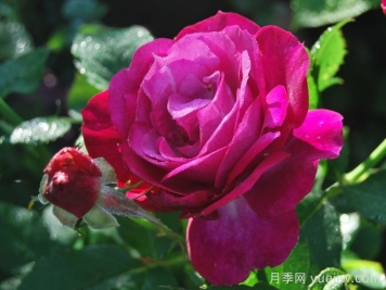 無(wú)垠藍天月季/藍色伊甸園月季