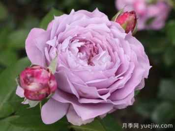 諾瓦利斯月季/藍花詩(shī)人/波塞冬