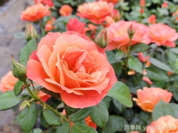 月季花什么時(shí)間開(kāi)，花期多久？
