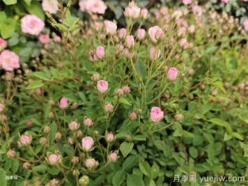 超微月季的優(yōu)缺點(diǎn)是什么？