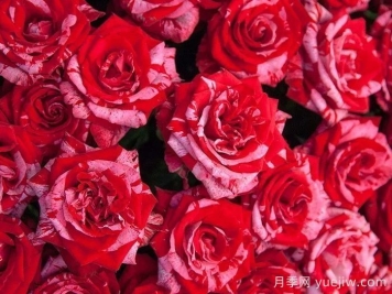 幸運女神月季的優(yōu)缺點(diǎn)是什么？