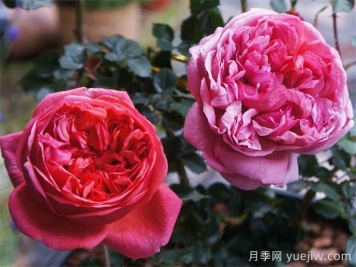 保羅克利月季的優(yōu)缺點(diǎn)是什么？
