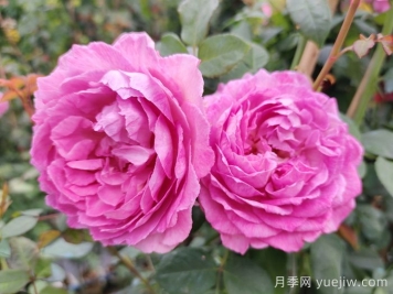 羅衣月季的優(yōu)缺點(diǎn)是什么？