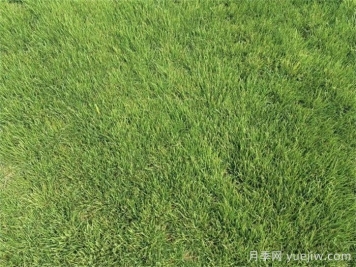 果嶺草是冷季型還是暖季型？