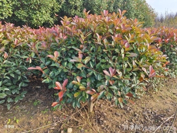 紅葉石楠球是常綠還是落葉苗木？