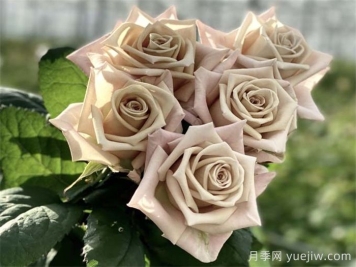 曼塔月季的優(yōu)缺點(diǎn)是什么？
