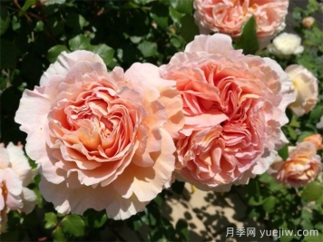 最耐陰的月季花推薦