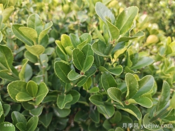 大葉黃楊和小葉黃楊有什么區別？