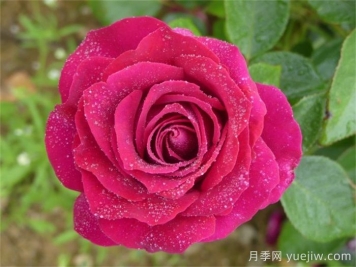 美人麗芙月季介紹和優(yōu)缺點(diǎn)