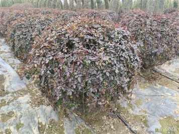 月季花耐寒最低多少度？