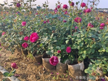 夏季月季一天澆幾次水？