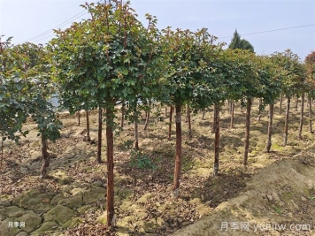 樹(shù)狀月季栽培的環(huán)境有什么要求？