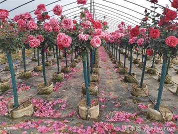 夏季月季養護全攻略：避開(kāi)雷區，輕松爆花
