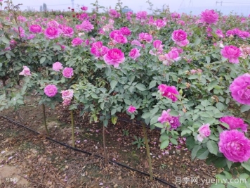 月季夏天怎么養？夏季月季的養殖注意事項