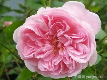 波薩諾瓦月季/農神/巴薩諾瓦