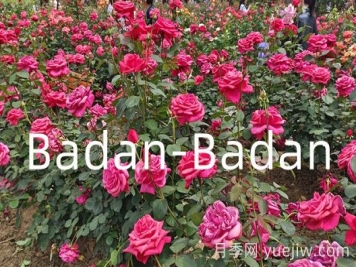 德國巴登巴登月季競賽獎(Badan-Badan)