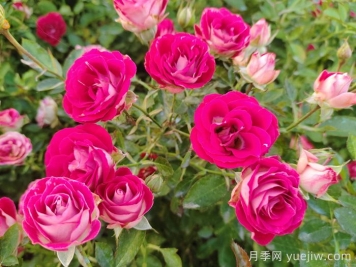 紅寶石冰月季是豐花還是微型月季？