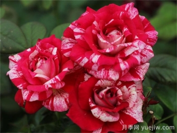 胡里奧月季的優(yōu)缺點(diǎn)是什么？