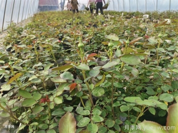 月季花什么時(shí)候種植最好？