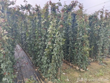 爬藤月季2米高多少錢(qián)一棵？