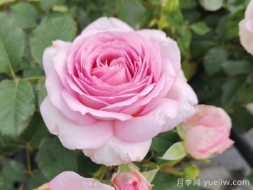 粉玫瑰不能隨便送人的原因